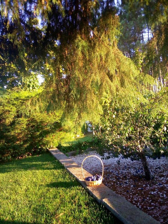 Pinheirinhos - Quinta De Sao Caetano Villa Carapito Dış mekan fotoğraf